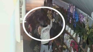 Çiçekçiden 5 bin liralık çiçek çalan hırsız güvenlik kamerasına yakalandı