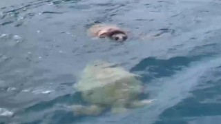 Çifte kumru caretta carettalar balıkçıların kamerasında