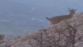 Dağ keçilerini görüntülemek için keçi gibi tırmandı