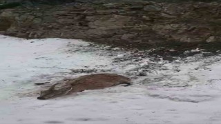 Dağ keçisini ayıya yem olmaktan kurtardı