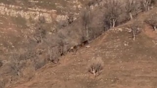 Derecikte kurtların saldırdığı ineklerden biri yaralandı