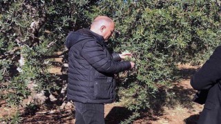 Derikte zeytin dalı kanseri ile mücadele için eğitim ve ilaç desteği başlatıldı