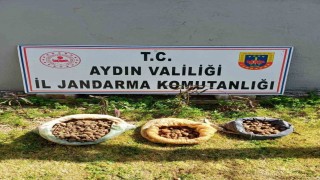Didimde 10 kilo salep toplarken yakalandılar