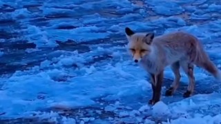 Diyadinde yiyecek arayan tilki ilçe merkezine geldi