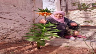 Diyarbakırda 90 yaşındaki kadın, hayatını kaydeden eşinin verdiği ‘ters lalelere gözü gibi bakıyor