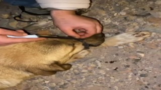 Diyarbakırda ağzı bağlanan köpeği, polis ve vatandaşlar kurtardı