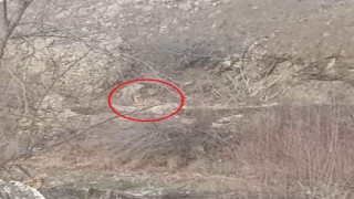 Diyarbakırda kurtlar görüntülendi