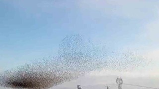 Diyarbakırda sığırcıkların dansı hayran bıraktı