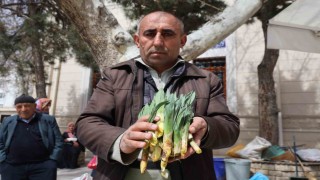 Doğal antibiyotik ‘çiriş otu tezgahlarda yerini aldı