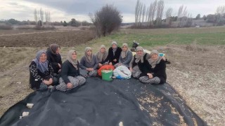 Domaniçte ata tohumu sarımsak için harekete geçildi