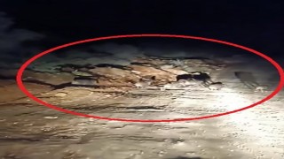 Domuz sürüsü kameraya yakalandı