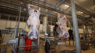 Dünyaya örnek gösterilen mezbahada helal kesim ve uygulamalı eğitim