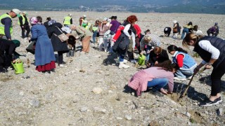 Edremitte Aile Yılı kapsamında lavanta fidanı dikildi