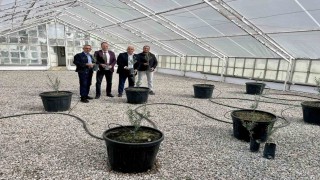 Edremitte yeni yerli zeytin çeşidi tescillendi