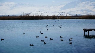 Ekşisu Sazlığı birçok kuş türüne ev sahipliği yapıyor