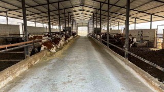 Elazığda ari işletme sayısı artıyor