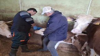 Elazığda aşı ve küpeleme çalışması