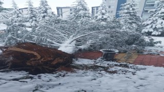 Elazığda kar yağışı sonrası ağaç devrildi