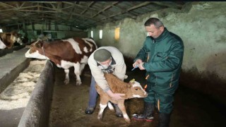 Elazığda şap hastalığı sona erdi