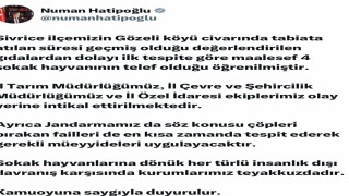 Elazığda sokak hayvanlarına zarar verilmesi üzerine Vali Hatipoğlundan açıklama