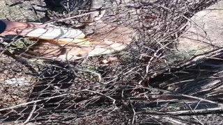 Elazığda tellere sıkışan yavru köpeği vatandaş kurtardı