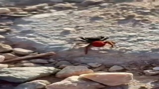 Elazığda zehirli örümcek görüldü