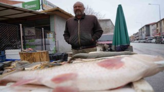 Erzincanda Fırat balığı 250 TLden alıcı buluyor
