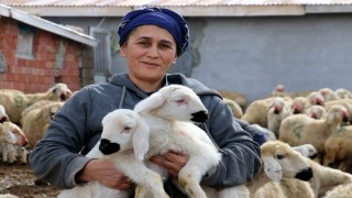 Erzincanda koyun ve kuzuların coşkulu buluşması