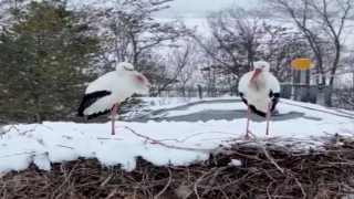 Erzincanın göç etmeyen leylekleri kara yakalandı