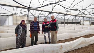 Eskişehirde domates seralarında zararlı takibi başladı