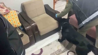 Evdeki koltuğa zulalanmış metamfetamini narkotik köpeği Tony buldu