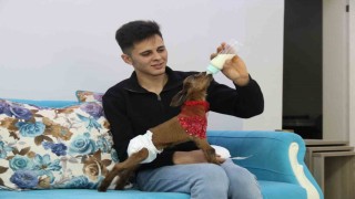 Eve aldığı keçi yavrusuna bebek gibi bakıyor