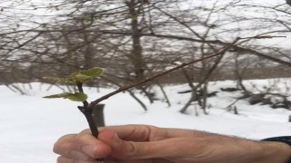 Fındık üreticilerine asılsız ihbar uyarısı
