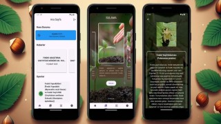 Fındık üreticilerine yapay zeka destekli mobil uygulama