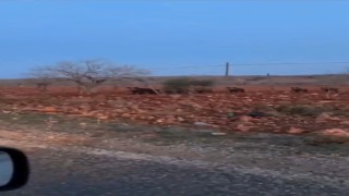Fıstık tarlasında domuz sürüsü görüntülendi