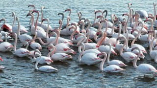 Flamingolar dronla görüntülendi