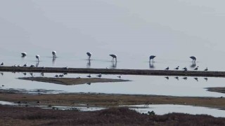 Flamingolar göç yolunda İznik Gölünde mola verdi