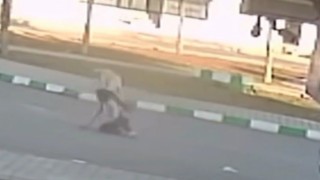 Gaziantepte 3 öğrenciye sokak köpekleri saldırdı