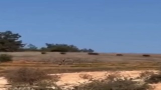Gaziantepte domuz sürüsü panik oluşturdu