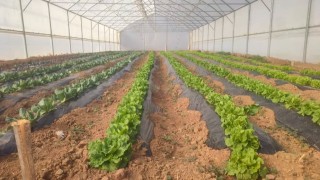 Giresunda seracılık projesi ilk meyvelerini verdi