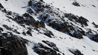 Göç yoluna koyulan yaban keçileri görüntülendi