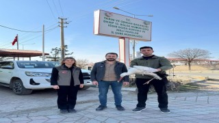 Göç yolunda bitkin düşen leylek tedavi altına alındı
