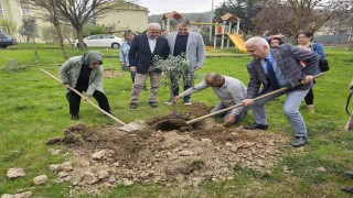 Gölcükte zeytin ağaçları toprakla buluştu