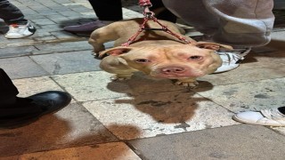 Gümüşhanede yasaklı ırk köpek gezdiren şahsa 76 bin TL ceza
