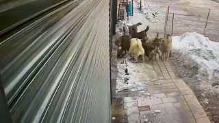 Hakkaride köpeklerin kurda saldırdığı anlar kamerada