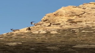 Hasankeyfte dağ keçileri görüntülendi