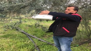 Havranda zeytin güvesi alarmı