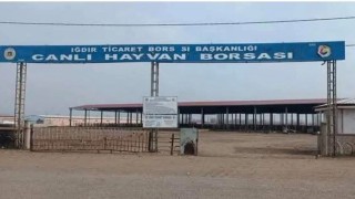 Iğdırda hayvan pazarı açılıyor