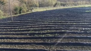 İngiltereden döndü, devlet desteğiyle lavanta bahçesi kurdu