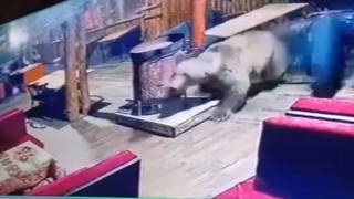 İşletmeyi ayı bastı...O anlar kamerada